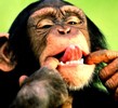 обезьяна с языком2
